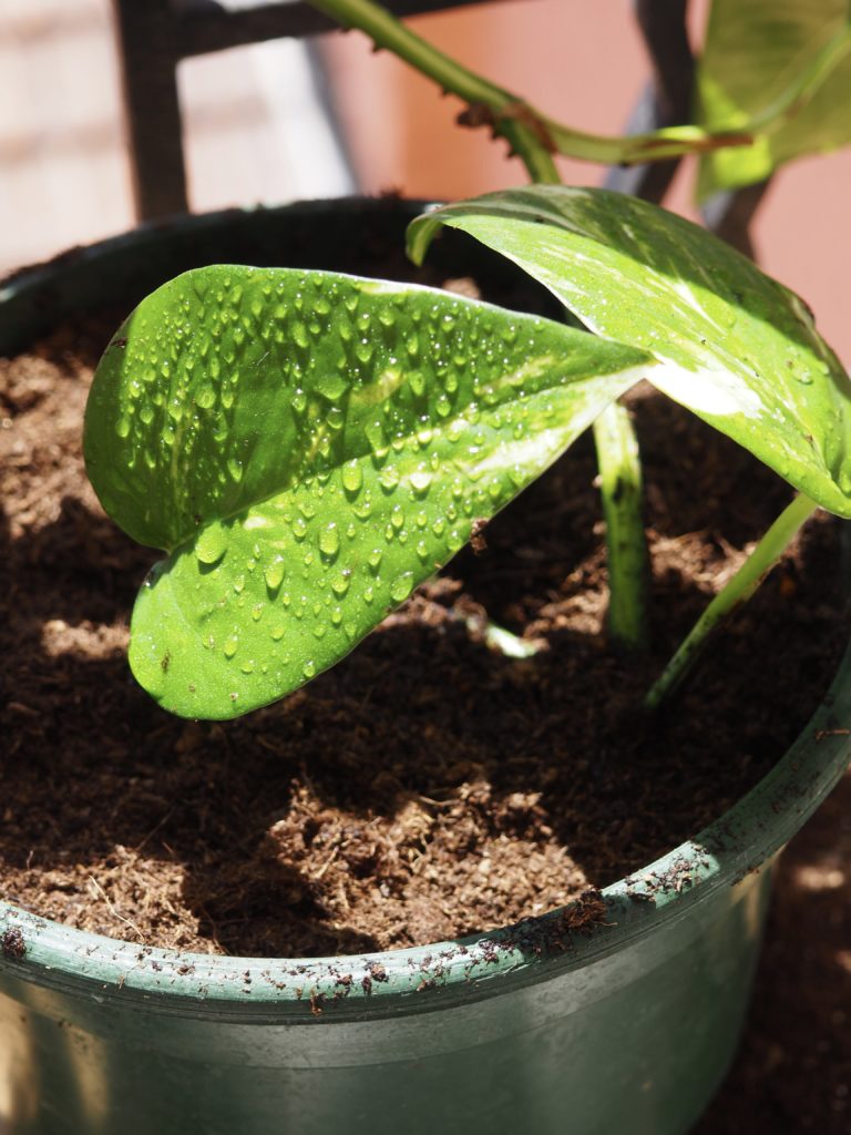 Planter bouture pothos